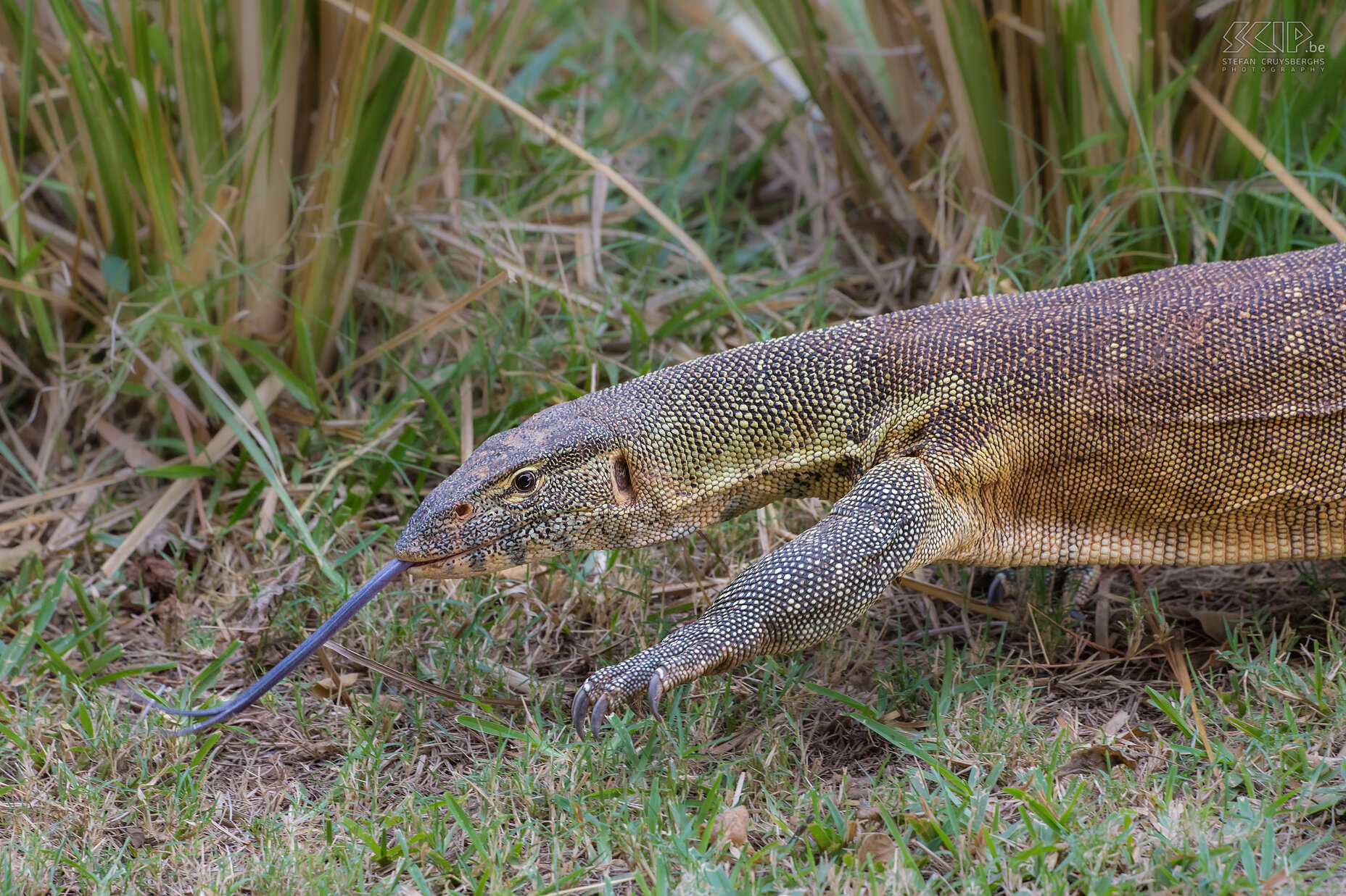 Lower Zambezi - Nile monitor A lot of Nile monitor lizards were crawling around on the riverbanks of the Zambezi. Water monitor lizards (Varanus niloticus) are very good swimmers and they can stay underwater for half an hour. They will eat practically anything: insects, reptiles, frogs, small mammals, birds and also the eggs of crocodiles. Stefan Cruysberghs